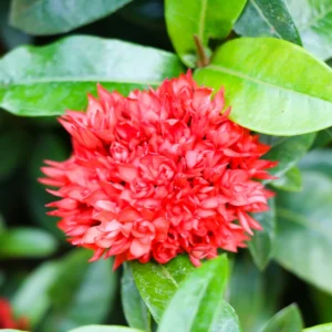 3 Red Ixora Plants Live Mini Dwaft Shrub Plant From 4 Inc Tall, Ixora Live Plants
