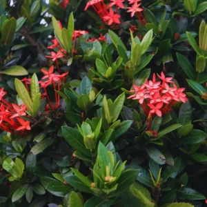 2 Small Plants Of Red Ixora Plants Live, 4 To 6 Inches Tall, Tropical Plant Live Dwaft
