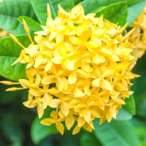 3 Plants Of Mix Ixora Plants Live, 4 To 6 Inches Tall, Tropical Plant Live Dwaft Indoor Outdoor