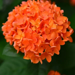 3 Plants Of Mix Ixora Plants Live, 4 To 6 Inches Tall, Tropical Plant Live Dwaft Indoor Outdoor