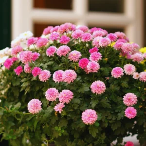 Live Chrysanthemum Flower Plants Well Rooted, 2 Pink Chrysanthemum Plants Live