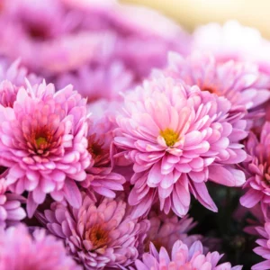 Live Chrysanthemum Flower Plants Well Rooted, 2 Pink Chrysanthemum Plants Live