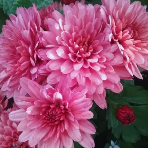 Live Chrysanthemum Flower Plants Well Rooted, 2 Pink Chrysanthemum Plants Live