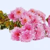 Set 4 Of Live Chrysanthemum Flower Plants, Pink Chrysanthemum Plants Live, Easy To Plant