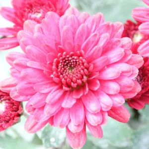 Set 4 Of Live Chrysanthemum Flower Plants, Pink Chrysanthemum Plants Live, Easy To Plant