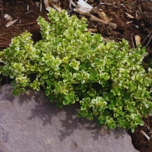 Variegated Lemon Thyme Plants Live, 4 Plants, Thyme Live Plants, 5 To 7 Inches Tall