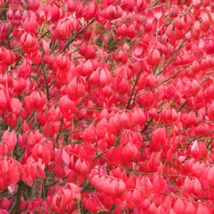 10 Burning Bush Shrub Live Plant Rooted, Dwarf Burning Bush Shrub Bare Roots, Burning Bush Bare Root Live From 5 Inches Tall