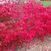 Dwarf Burning Bush Shrub Live Plant From 1 To 2 Feet Height, Large Burning Bush Shrub Live Plant In Gallon Pot