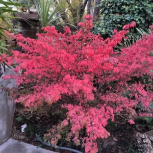 Dwarf Burning Bush Shrub Live Plant From 1 To 2 Feet Height, Large Burning Bush Shrub Live Plant In Gallon Pot