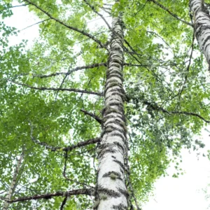 River Birch Tree Live Plant, White Birch Tree Live Plant 12 To 18 Inches Tall Potted, Tree Live Plant Outdoor