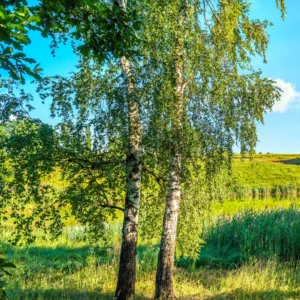 River Birch Tree, Live White Birch Tree 12 To 16 Inches Tall In Pot, River Birch Tree Live Plant, Outdoor Tree Live Plant