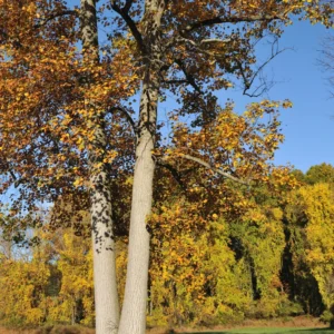 Oak Tree, Oak Tree Live, Live Oak Shrubs Tree From 12 To 14 Inches Height In 4 Inches Pot