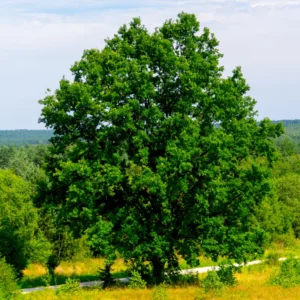 Oak Tree, Oak Tree Live, Live Oak Shrubs Tree From 12 To 14 Inches Height In 4 Inches Pot
