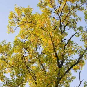 Oak Tree, Oak Tree Live Plant From 10 To 14 Inches Tall Live In 4 Inches Pot, Live Tree For Planting Outdoor Garden