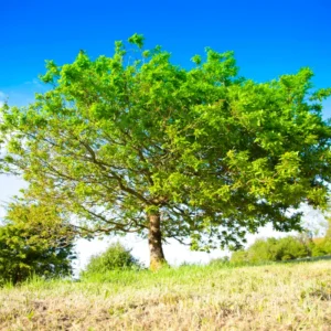 Oak Tree, Oak Tree Live Plant From 10 To 14 Inches Tall Live In 4 Inches Pot, Live Tree For Planting Outdoor Garden