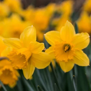 Daffodil Bulbs, Daffodils Flowers Bulbs, Narcissus Daffodil Bulbs, Flower Bulbs, Bulbs For Planting