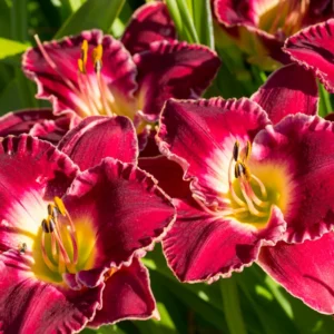 3 Daylily Bulbs, Daylilies Perennial Bulbs, Reblooming Daylily Bulbs, Daylilies Roots
