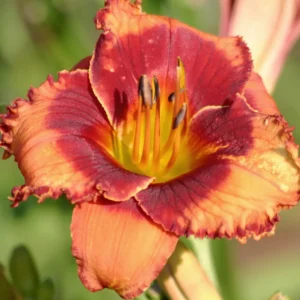 3 Daylily Bulbs, Daylilies Perennial Bulbs, Reblooming Daylily Bulbs, Daylilies Roots
