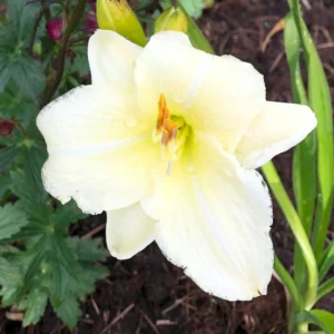 3 Daylily Bulbs, Daylilies Perennial Bulbs, Reblooming Daylily Bulbs, Daylilies Roots