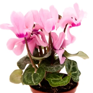 Cyclamen Live Plant Potted – Vibrant Cyclamen Flowers, Hardy Cyclamen Houseplant Ideal for Indoor Decoration