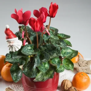 Cyclamen Live Plant Potted – Vibrant Cyclamen Flowers, Hardy Cyclamen Houseplant Ideal for Indoor Decoration