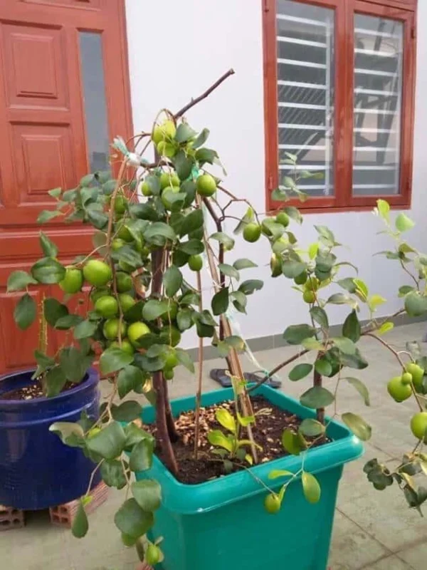 growing jujube trees in containers
