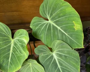 yellow leaves Philodendron Gloriosum Zebrina