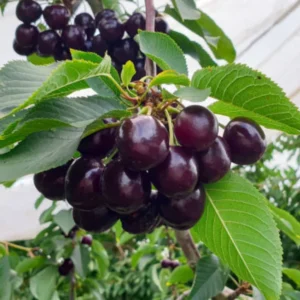 2 Black Cherry Trees Live Plants – Sweet Cherry Bareroot Trees, 1-2 Feet Tall, Perfect for Outdoor Orchards