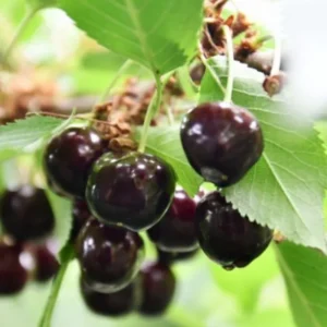 2 Black Cherry Trees Live Plants – Sweet Cherry Bareroot Trees, 1-2 Feet Tall, Perfect for Outdoor Orchards
