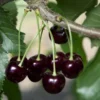 2 Sweet Black Cherry Trees Live – Bareroot Fruit Trees, 1-2 Feet Tall, Perfect for Planting and Harvesting