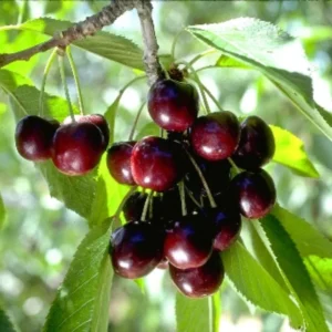2 Sweet Black Cherry Trees Live – Bareroot Fruit Trees, 1-2 Feet Tall, Perfect for Planting and Harvesting