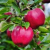 Live Apple Tree Plant – 2-3 Feet Tall Sweet Semi-Dwarf Fruit Tree for Fresh Apple Growing at Home