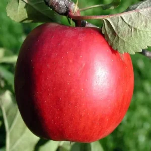 Live Apple Tree Plant – 2-3 Feet Tall Sweet Semi-Dwarf Fruit Tree for Fresh Apple Growing at Home