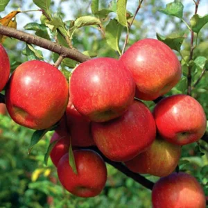 Live Apple Tree Plant – 2-3 Feet Tall Sweet Semi-Dwarf Fruit Tree for Fresh Apple Growing at Home