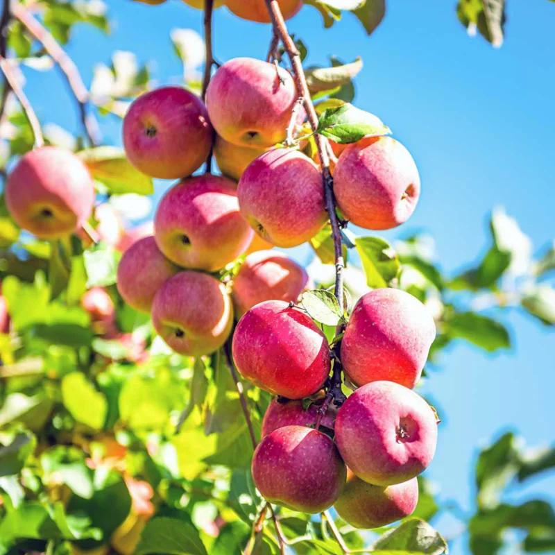 2 Apple Trees Live Plants – Semi-Dwarf Fruit Trees 2 Feet Tall, Perfect for Growing Fresh Apples at Home