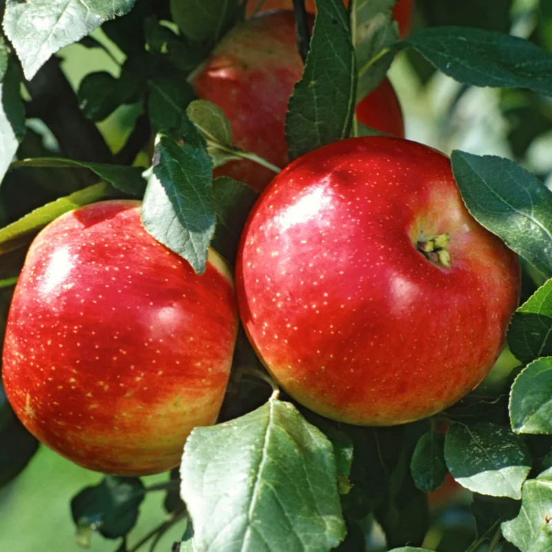 2 Apple Trees Live Plants – Semi-Dwarf Fruit Trees 2 Feet Tall, Perfect for Growing Fresh Apples at Home