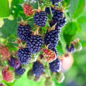 2 Chester Blackberry Plants, Thornless Blackberry Plants Live for Planting, Blackberry Bush, Blackberries Plants, Fruit Bushes Live Plant, Blackberries Fruit Trees 5 to 9 Inches Tall
