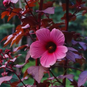 Red Leaf Hibiscus Plants Live, Set 2 of Live Cranberry Hibiscus Plants, Hibiscus Flower Plants Indoor Outdoor