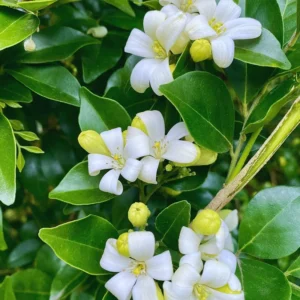 Orange Jasmine Plant Live, 3 Gallon Pot, Jasmine Flower Plant Pot Live for Your Flower Garden