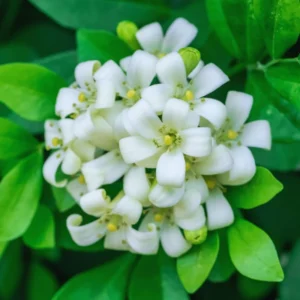 Orange Jasmine Plant Live, 3 Gallon Pot, Jasmine Flower Plant Pot Live for Your Flower Garden