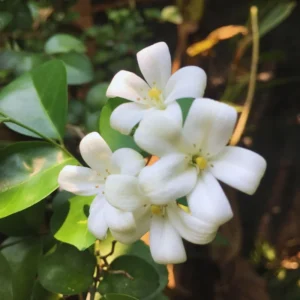 Orange Jasmine Plant Live, 3 Gallon Pot, Jasmine Flower Plant Pot Live for Your Flower Garden