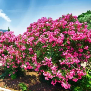 Pink Oleander Plants Live, 2 Small Plants, Live Oleander Flower Plants, Tropical Plant Live Shrub Plants