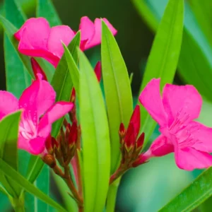 Pink Oleander Plants Live, 2 Small Plants, Live Oleander Flower Plants, Tropical Plant Live Shrub Plants