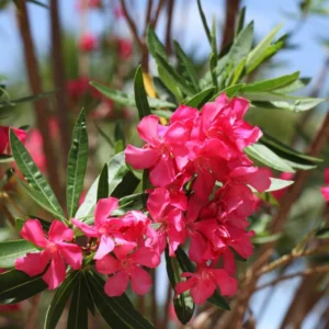 Pink Oleander Plants Live, 2 Small Plants, Live Oleander Flower Plants, Tropical Plant Live Shrub Plants