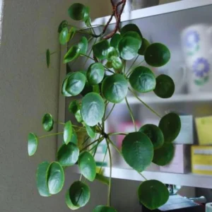 Peperomia Pilea Plants Live, 2 Plants, Live Money Tree Plants, Peperomia Pilea Live Plant, No Pot