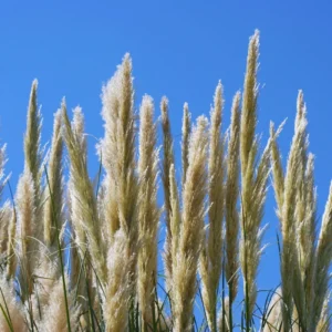 Pampas Grass Plants, 2 Plants Are from 4 to 6 Inches Tall, White Pampas Grass Live Starter Plants, No Pot