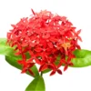 2 Dwaft Ixora Plants Live, Flowers Plants, Live Ixora Plants from 4 Inc Tall Well Rooted (Red)