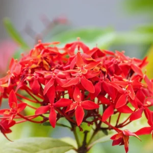 2 Dwaft Ixora Plants Live, Flowers Plants, Live Ixora Plants from 4 Inc Tall Well Rooted (Red)