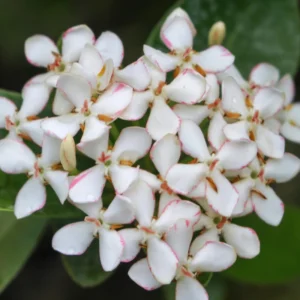 2 Dwaft Ixora Plants Live, Flowers Plants, Live Ixora Plants from 4 Inc Tall Well Rooted (White)