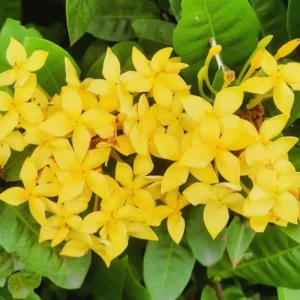 2 Dwaft Ixora Plants Live, Flowers Plants, Live Ixora Plants from 4 Inc Tall Well Rooted (Yellow)